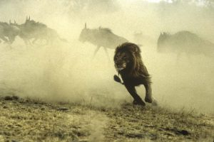Lion, Kenya - Yann Arthus-Bertrand Photo