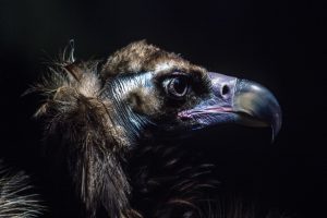 Vulture monk, Kenya - Yann Arthus-Bertrand Photo