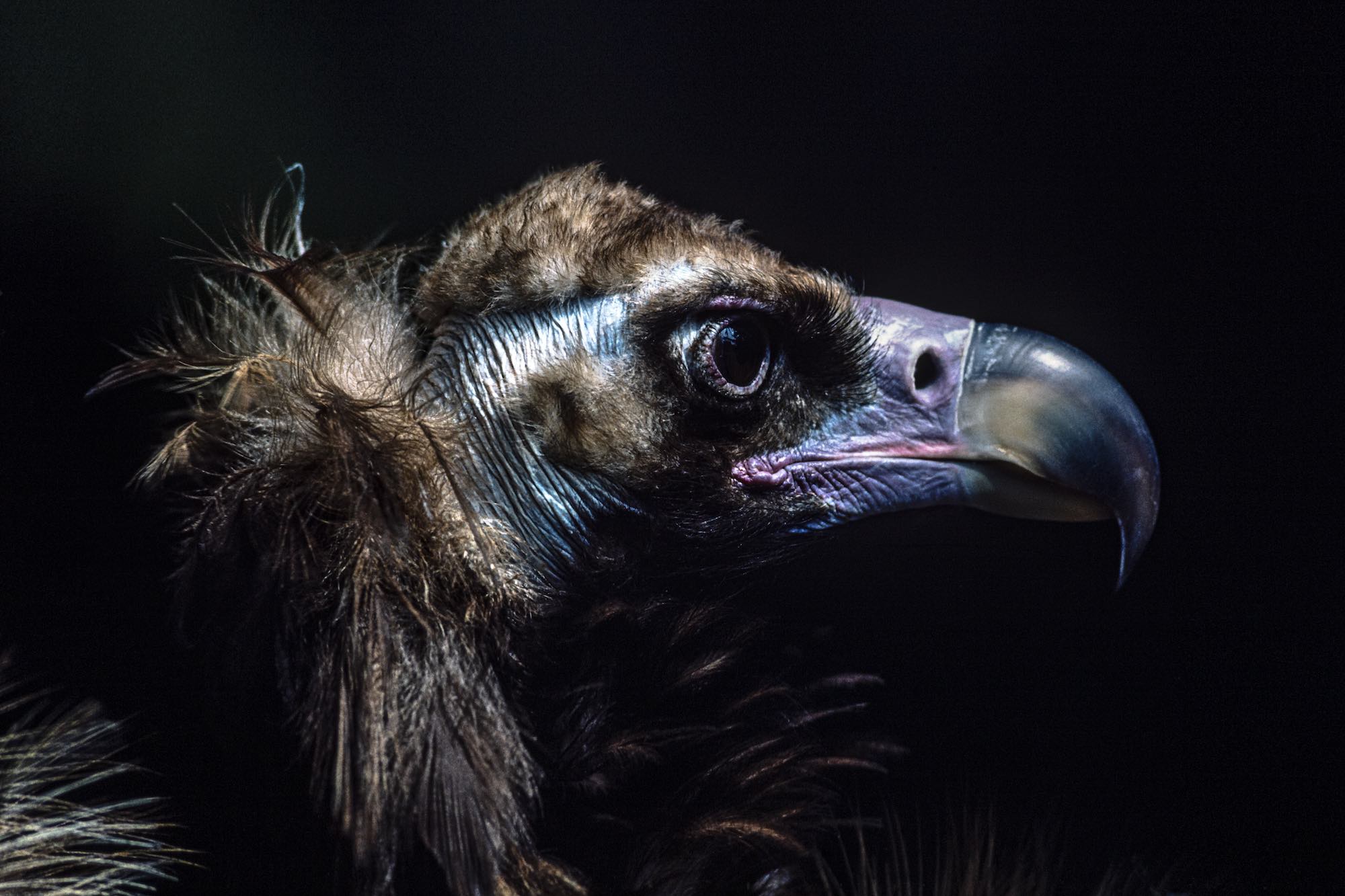 Monk Vulture - Yann Arthus-Bertrand