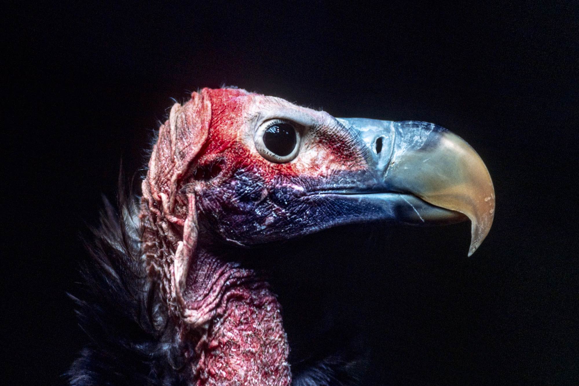 Vulture Oricou - Yann Arthus-Bertrand