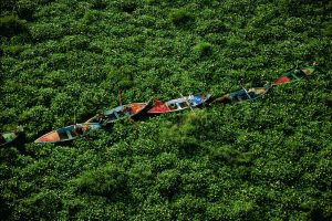 Water Hyacinths on the Nile, Egypt - Yann Arthus-Bertrand Photo