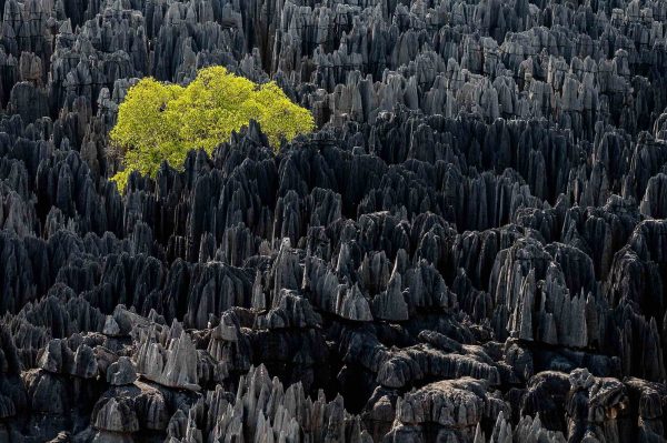 Fôret, Madagascar - Yann Arthus-Bertrand Photographie