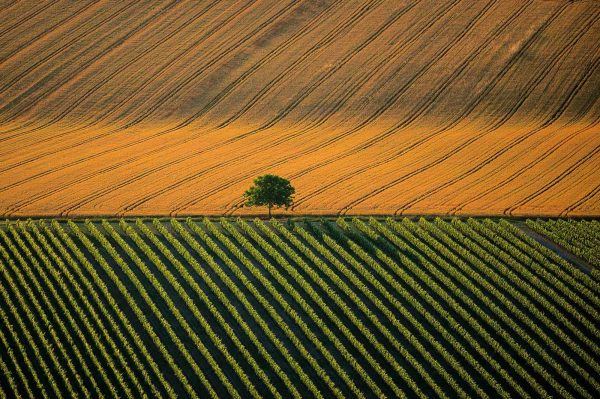 Agricultural landscape, France - Yann Arthus-Bertrand Photo