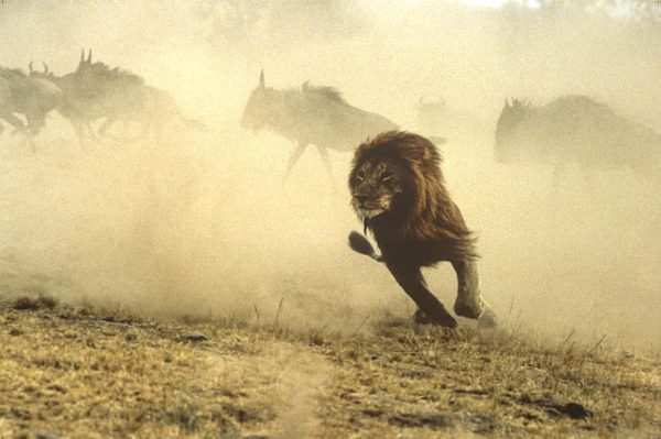 Hook, The Lion, Study of lions in Kenya, Masai Mara