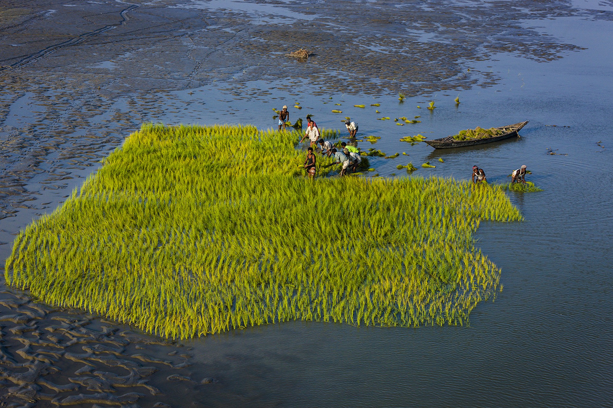 Cultivation - Yann Arthus-Bertrand