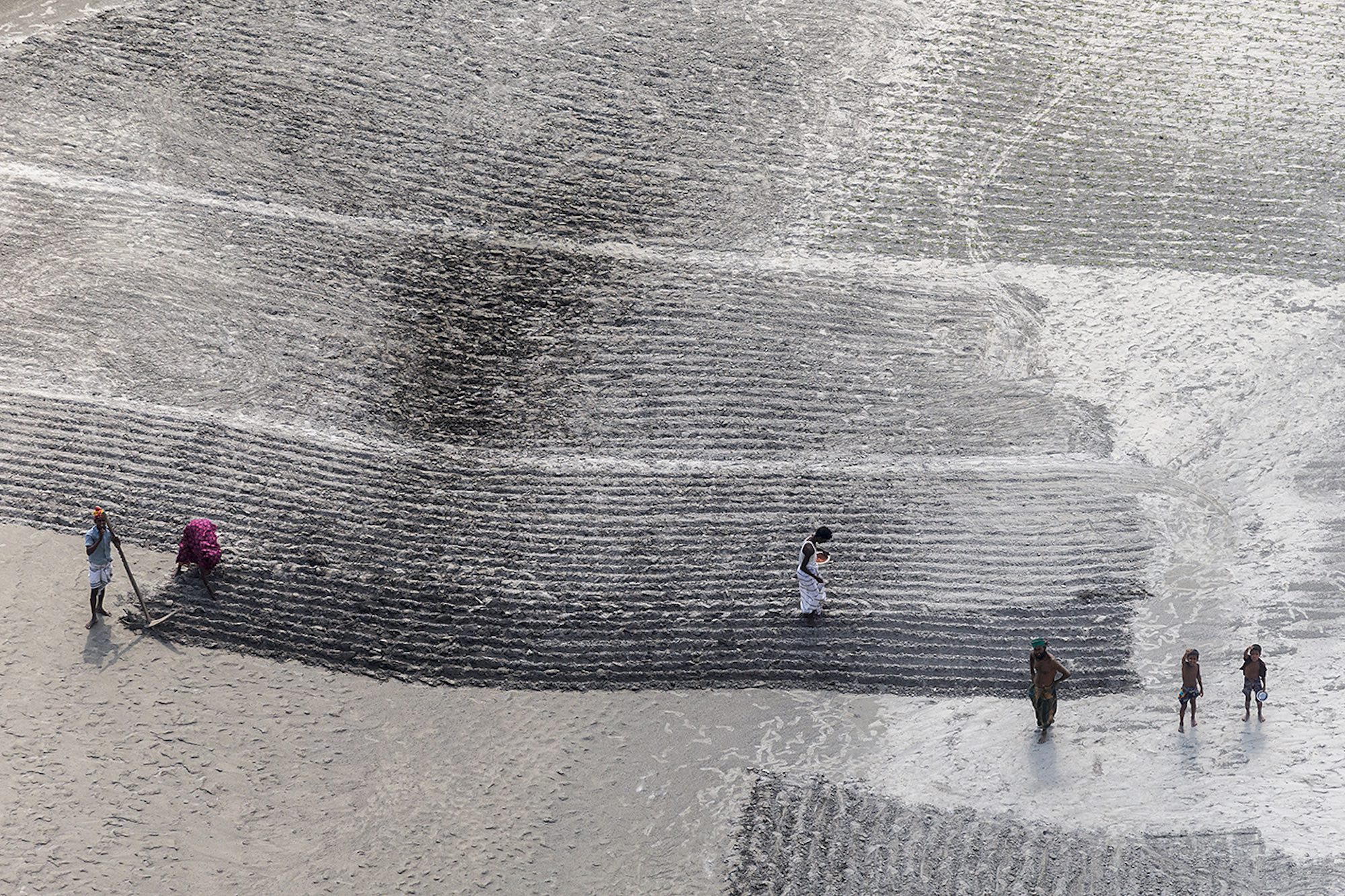 Rice farmers - Yann Arthus-Bertrand