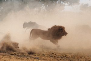 Le Lion et les Gnous