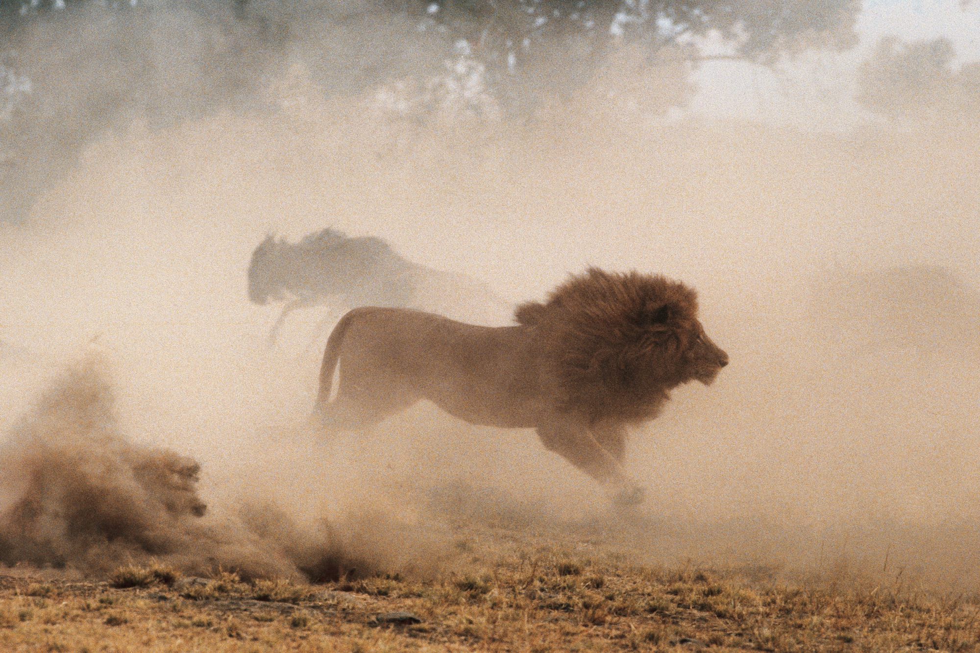 Lion and Wildebeests - Yann Arthus-Bertrand