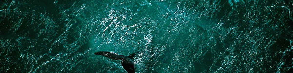 baleine_argentine