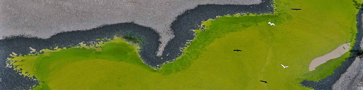 Mangrove, Mexique – Yann Arthus-Bertrand Photography
