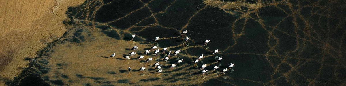oasis_algerie