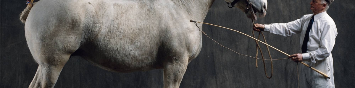Boulonnaise mare, Rebecca, Yann Arthus-Bertrand Photographie