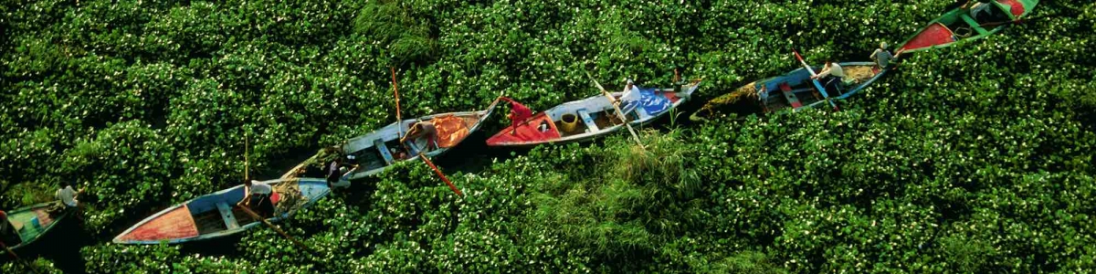 Water Hyacinths on the Nile, Egypt – Yann Arthus-Bertrand Photo